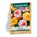 Bild 2 von GARDENLINE Knollenbegonien