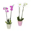 Bild 1 von GARDENLINE Phalaenopsis