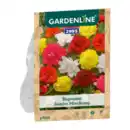 Bild 4 von GARDENLINE Knollenbegonien