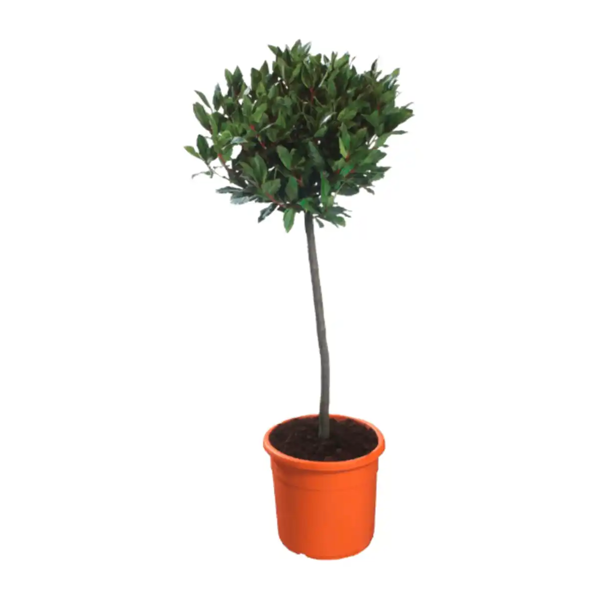 Bild 2 von GARDENLINE Mediterranes Stämmchen