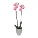 Bild 4 von GARDENLINE Phalaenopsis