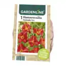 Bild 3 von GARDENLINE Stauden / Knollen