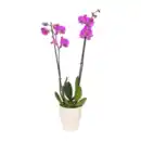 Bild 2 von GARDENLINE Phalaenopsis