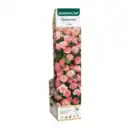 Bild 2 von GARDENLINE Edel- / Beet- / Kletterrose