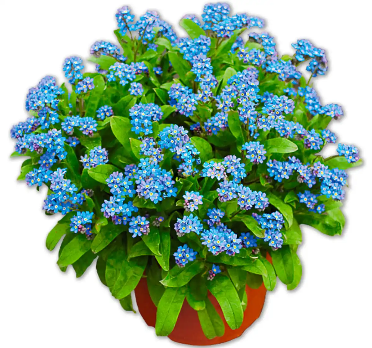 Bild 1 von Vergissmeinnicht*