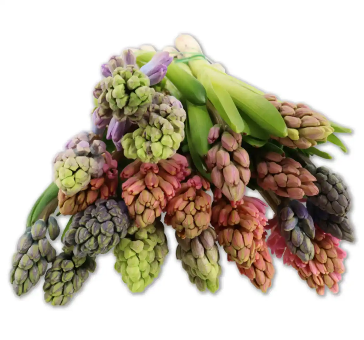 Bild 1 von Hyazinthen*