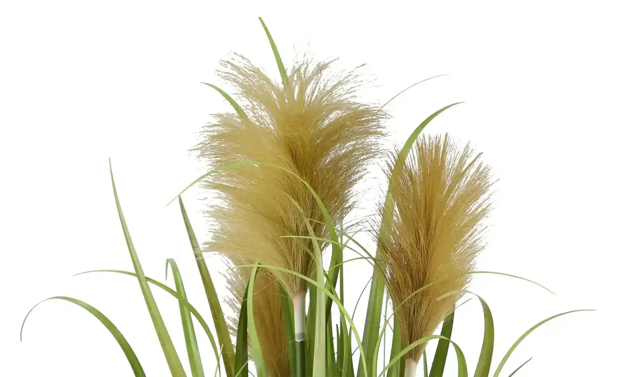 Bild 2 von Pampasgras getopft