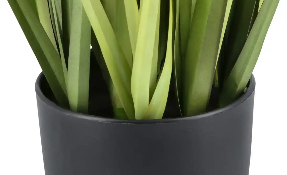 Bild 4 von Pampasgras getopft