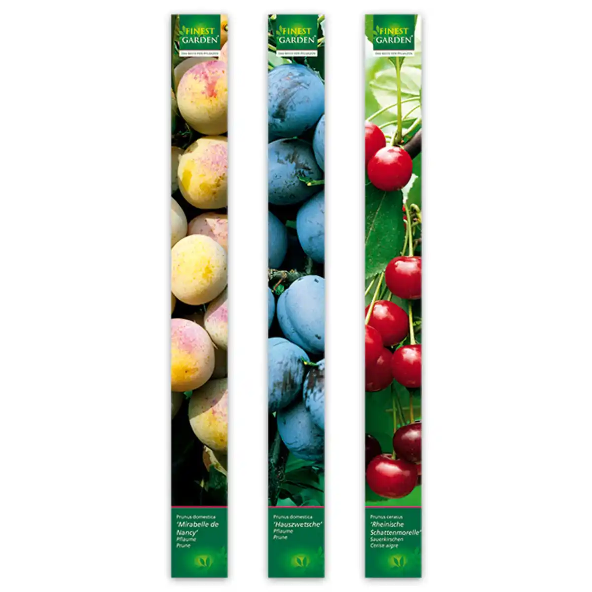 Bild 3 von Finest Garden Obstbäume