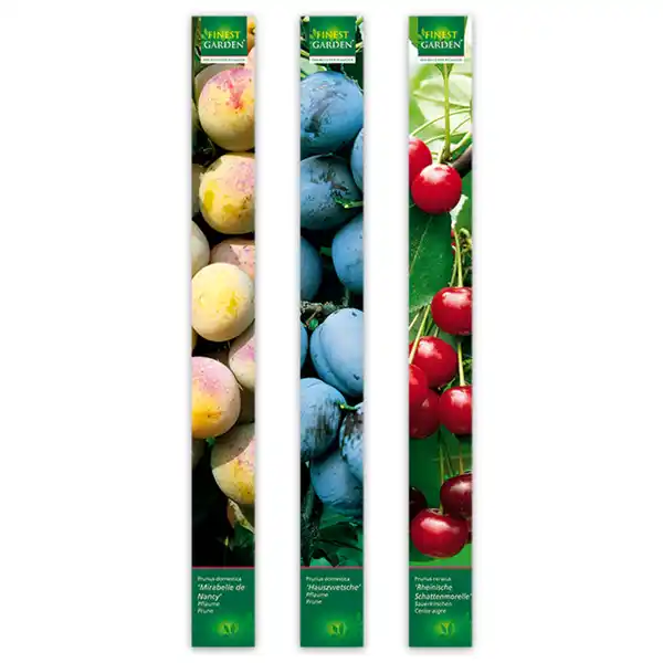 Bild 3 von Finest Garden Obstbäume