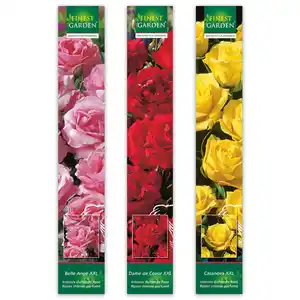 Finest Garden Premium Duftrosen XXL