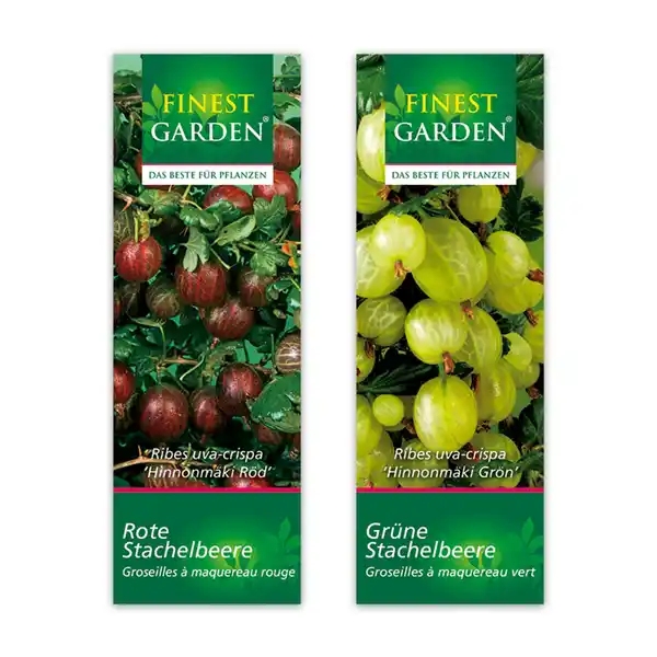 Bild 4 von Finest Garden Beerensträucher