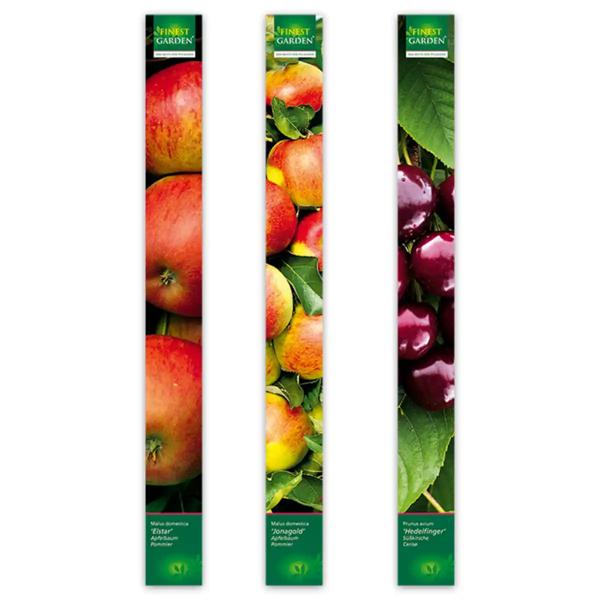 Bild 2 von Finest Garden Obstbäume