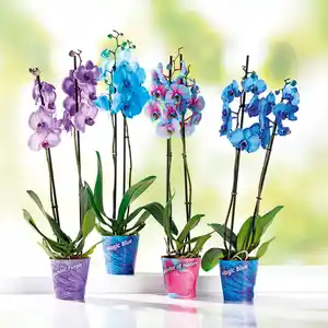 "Wonder Mix" Orchidee