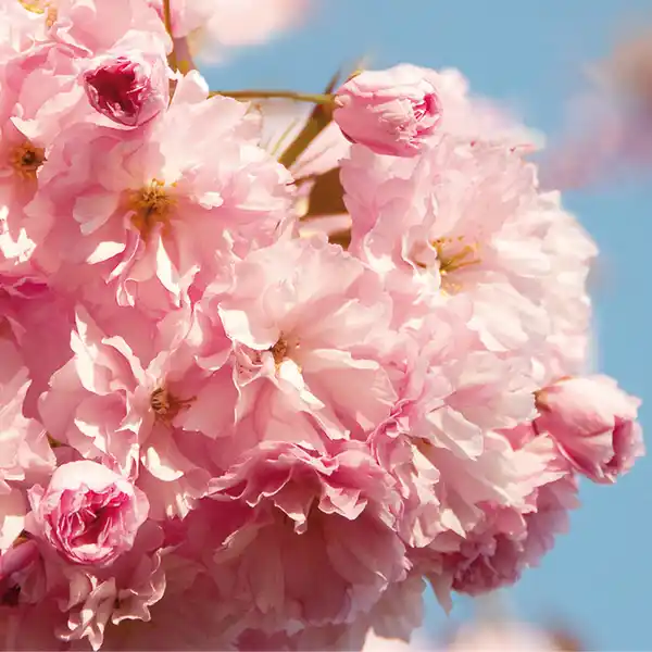 Bild 2 von Finest Garden Japanische Zierkirsche in Buschform