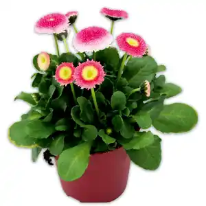 Bellis Erdbeersahne