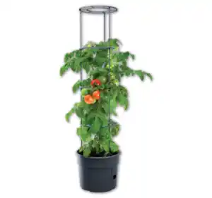 Pflanzkübel-Set für Tomaten*