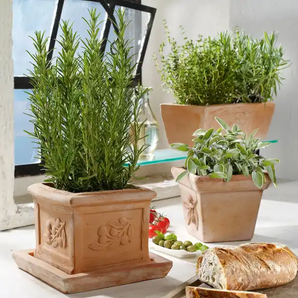 Bild 2 von GROW by OBI Kräutermischung "Italienische Kräuter" Topf-Ø ca. 14 cm