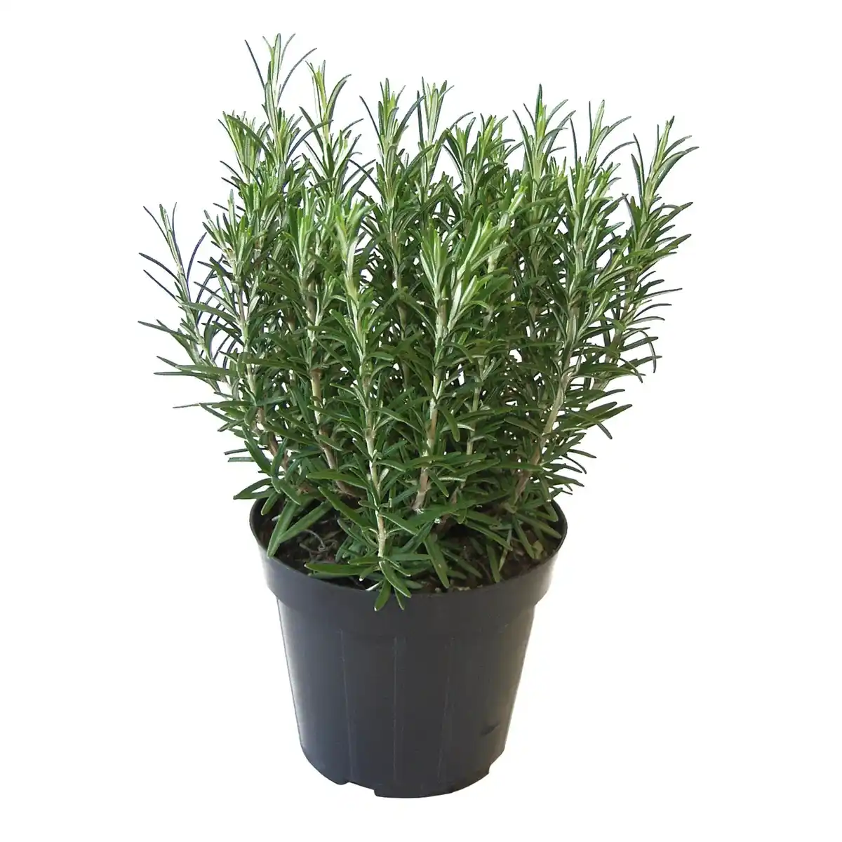 Bild 3 von GROW by OBI Kräutermischung "Italienische Kräuter" Topf-Ø ca. 14 cm