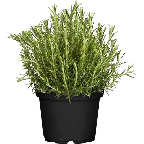 Bild 4 von GROW by OBI Kräutermischung "Italienische Kräuter" Topf-Ø ca. 14 cm