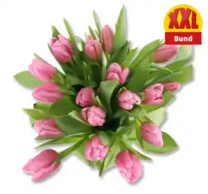 Tulpen*