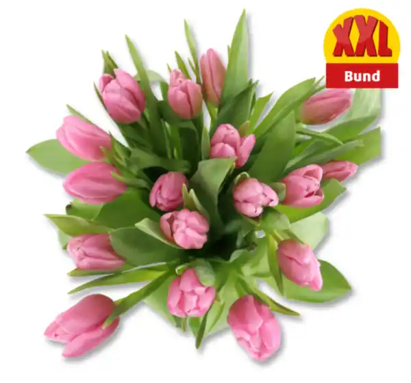 Bild 1 von Tulpen*