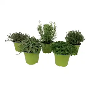 GROW by OBI Kräutermischung "Italienische Kräuter" Topf-Ø ca. 14 cm