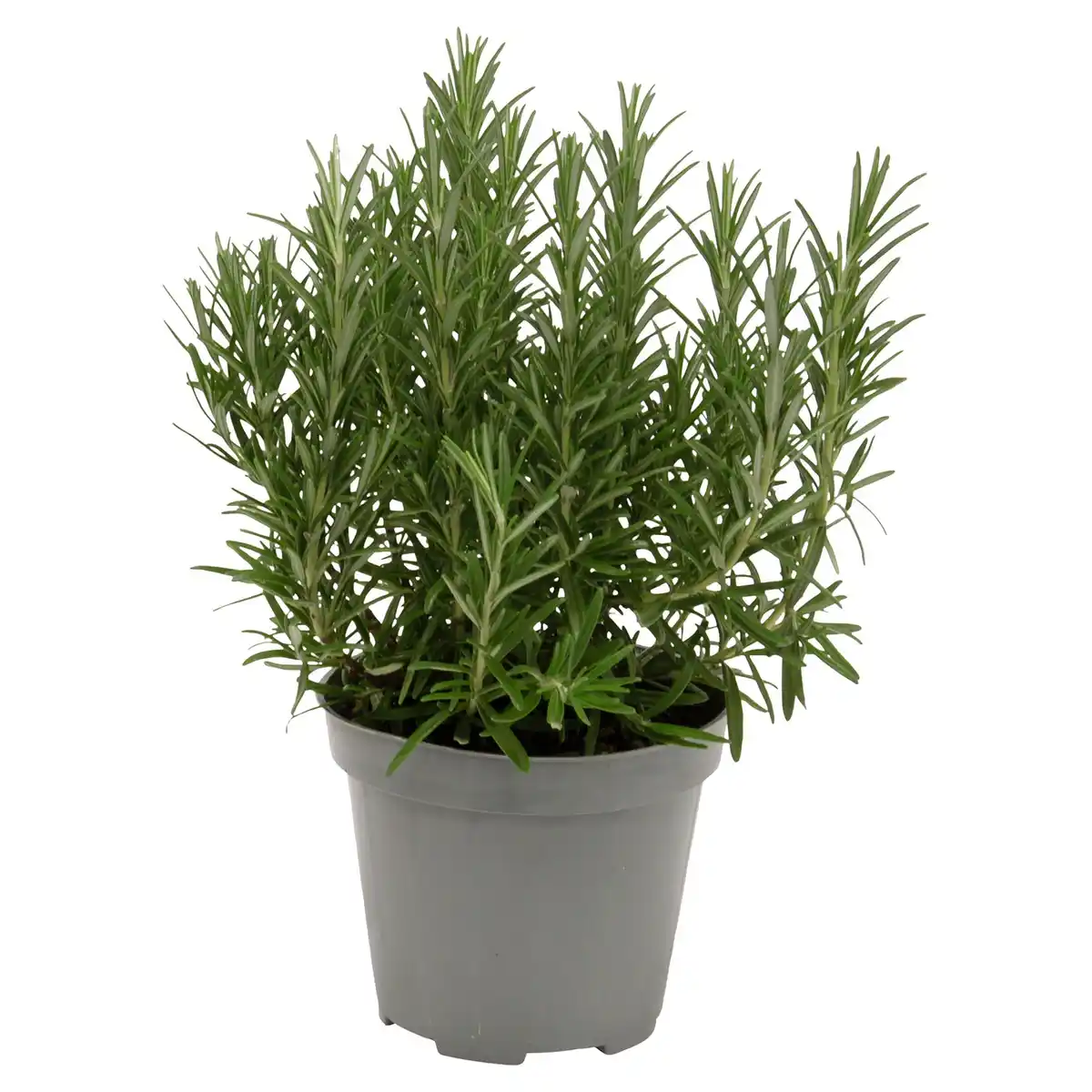 Bild 1 von GARDENLINE Italienischer Kräuter Mix