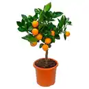 Bild 1 von GARDENLINE Calamondinorange