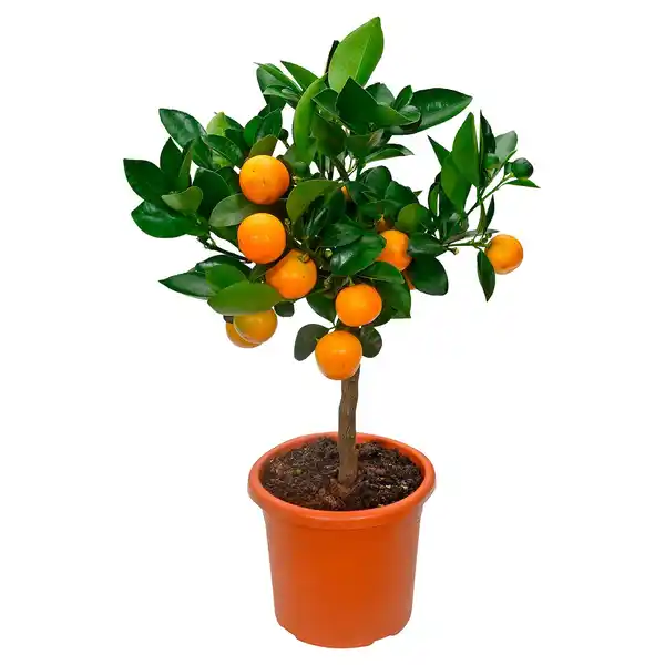 Bild 1 von GARDENLINE Calamondinorange