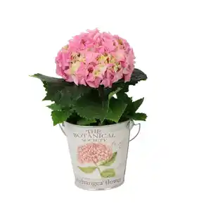 Hydrangea Hortensie im Zink Eimer 11cm