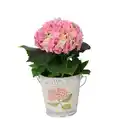 Bild 1 von Hydrangea Hortensie im Zink Eimer 11cm