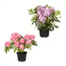 Bild 1 von GARDENLINE Rhododendron-Busch