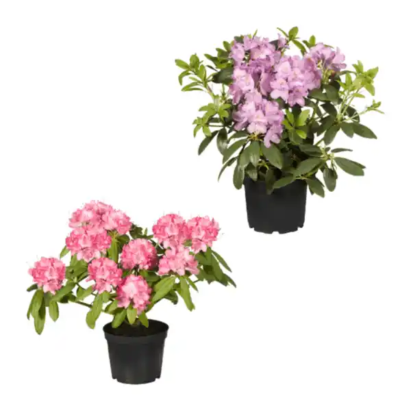 Bild 1 von GARDENLINE Rhododendron-Busch