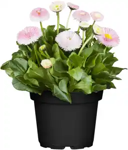 Bellis Perennis-Hybriden Gänseblümchen im 10,5 cm Topf