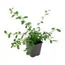 Bild 2 von GARDENLINE Zierstrauch