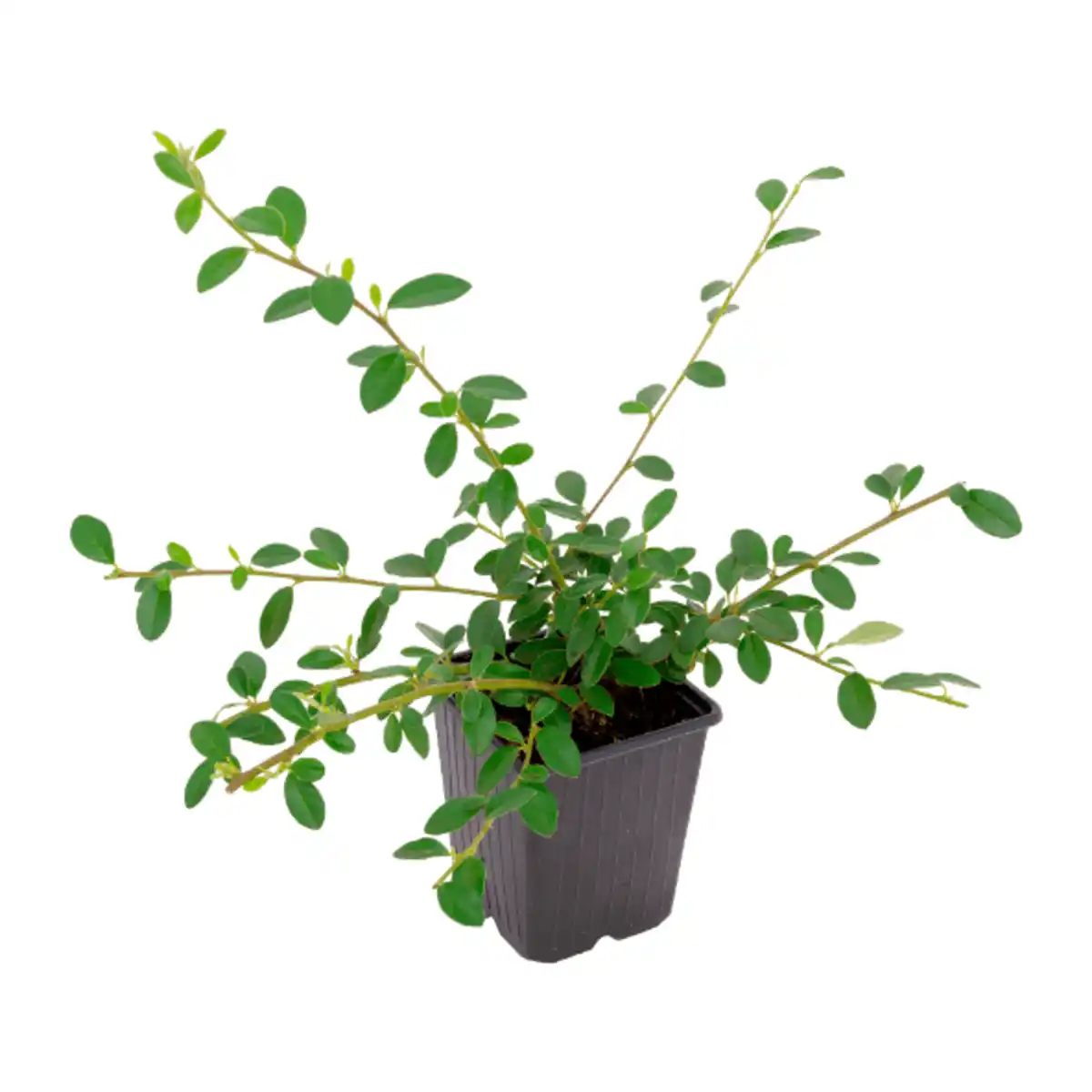 Bild 2 von GARDENLINE Zierstrauch