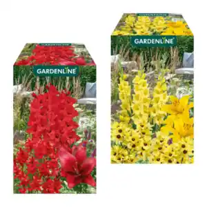 GARDENLINE Blumenzwiebeln Farbmix 500g