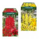 Bild 1 von GARDENLINE Blumenzwiebeln Farbmix 500g