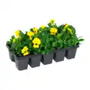 Bild 2 von GARDENLINE Frühlingsmix