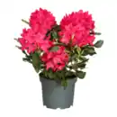 Bild 2 von GARDENLINE Rhododendron-Busch