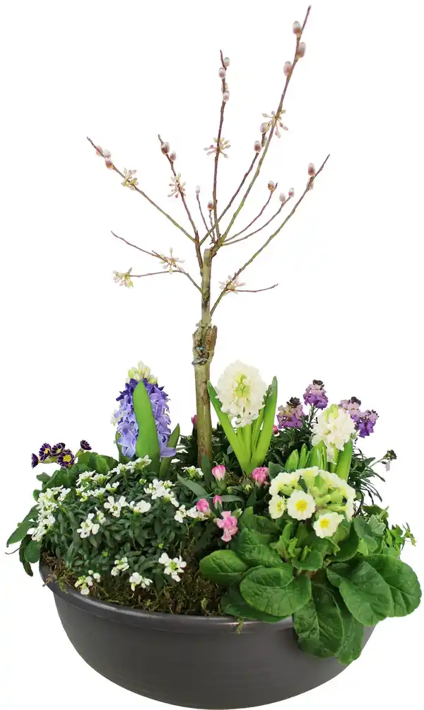 Bild 1 von Floristisch bepflanzte Frühlingsschale