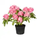 Bild 4 von GARDENLINE Rhododendron-Busch