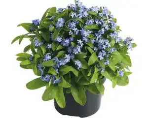 Vergissmeinnicht Myosotis 10,5 cm Topf