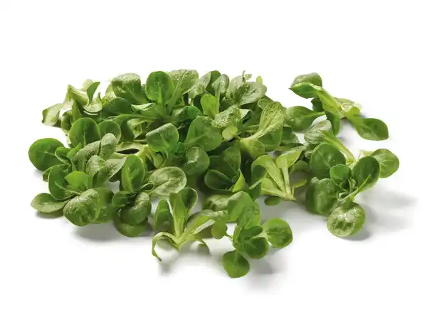 Bild 1 von Bio Feldsalat,  100 g