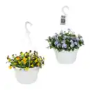 Bild 1 von GARDENLINE Viola-Ampelpflanze