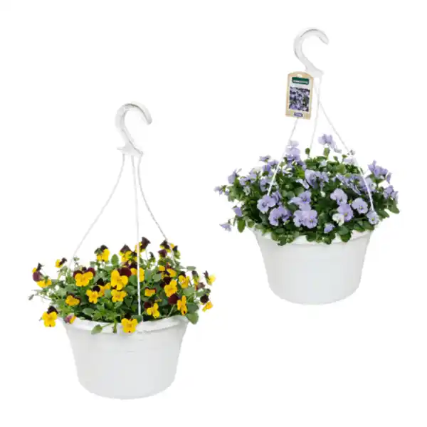 Bild 1 von GARDENLINE Viola-Ampelpflanze