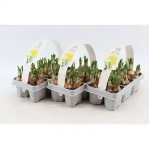 Narcissus Tete a Tete, Narzisse 6-Pack