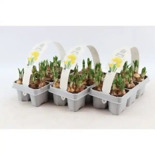 Bild 1 von Narcissus Tete a Tete, Narzisse 6-Pack