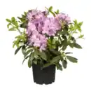 Bild 3 von GARDENLINE Rhododendron-Busch